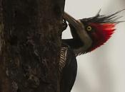 Carpintero garganta negra (Crimson-crested Woodpecker) Campephilus melanoleucos