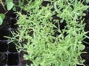 Repicado plantas