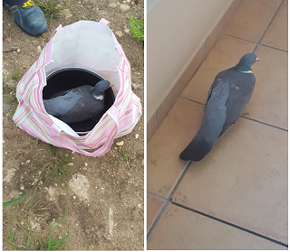 Novedades circulo rojo