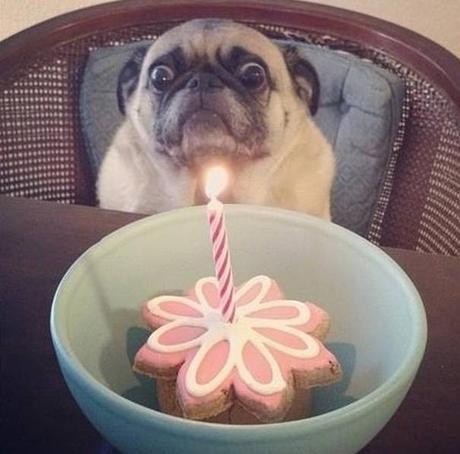 Estos son los 18 perros más asustadizos de Internet