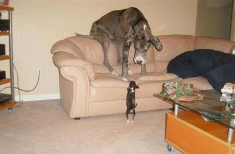 Perro grande atemorizado por un cachorrito