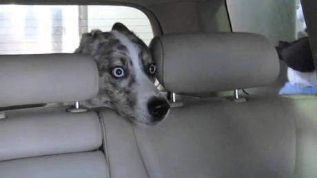 Estos son los 18 perros más asustadizos de Internet