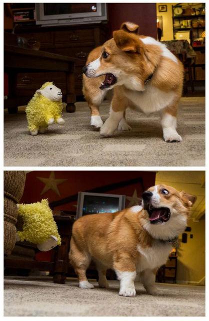 cao-medroso-engracado