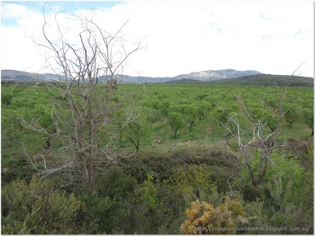 Verde!. Estos parecen almendros