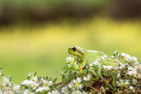 Ranita meridional, la pequeña joya
