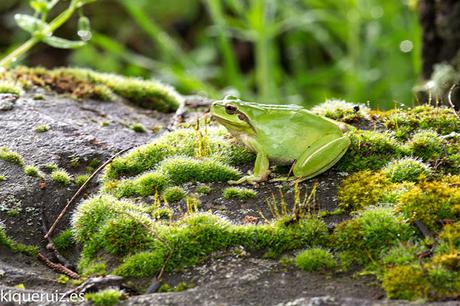 Ranita meridional, la pequeña joya