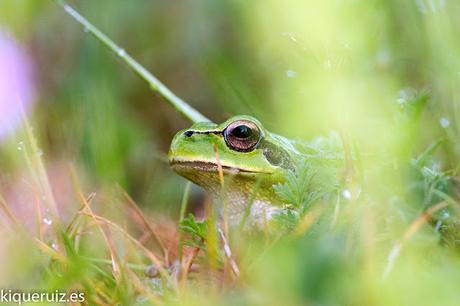 Ranita meridional, la pequeña joya