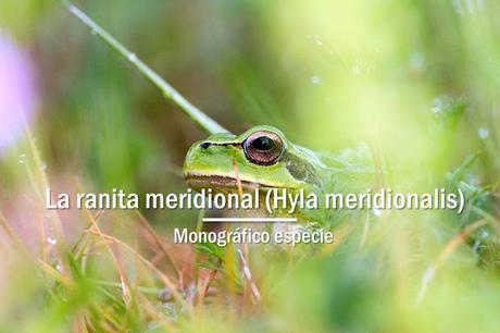 Ranita meridional, la pequeña joya