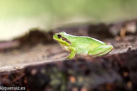 Ranita meridional, la pequeña joya