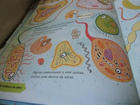 La evolución es cosa de niños desde entonces interior celulas