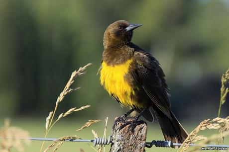 Galería de pecho amarillo