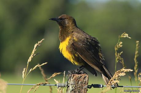 Galería de pecho amarillo