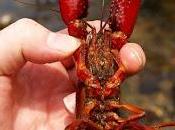 sector arrocero jaque