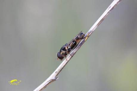 Syritta pipiens