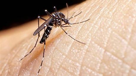 La OMS aprueba la primera vacuna contra el dengue.