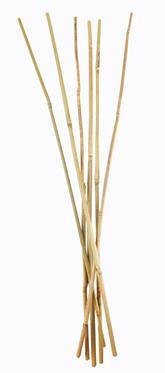  Tutor bambú natural 