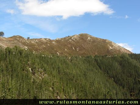 Ladera con pinos del Pico Moru, en Parres