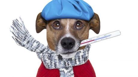 como tratar el resfriado en perros