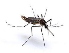 Todo lo que tienes que saber sobre el Zika mos_aedes_albopictus_adult