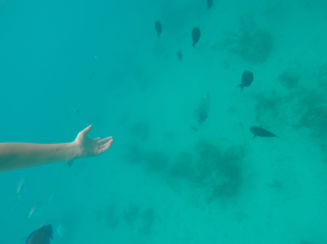 Échandole de comer pan a los peces de El Caribe, Puerto Rico.