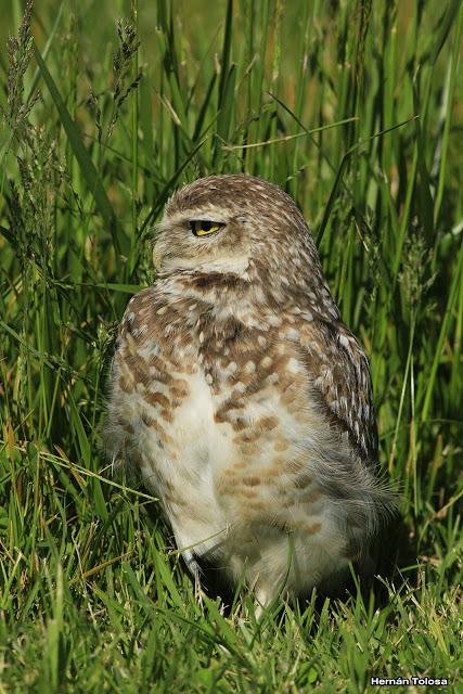 Lechucita de Mar Chiquita