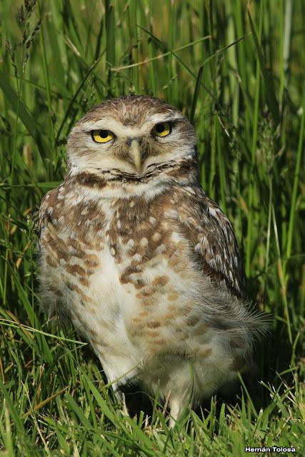 Lechucita de Mar Chiquita