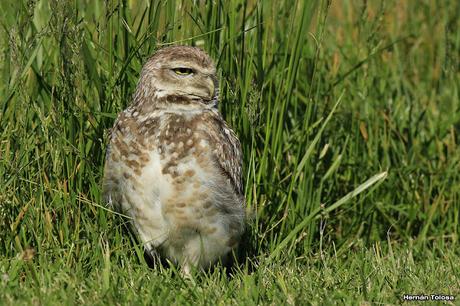 Lechucita de Mar Chiquita