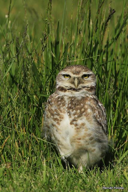 Lechucita de Mar Chiquita