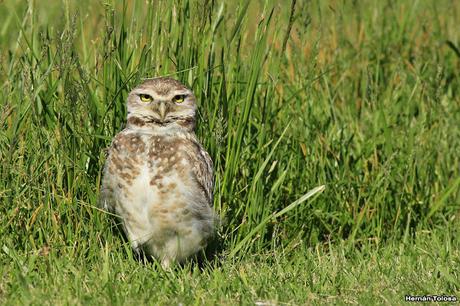 Lechucita de Mar Chiquita