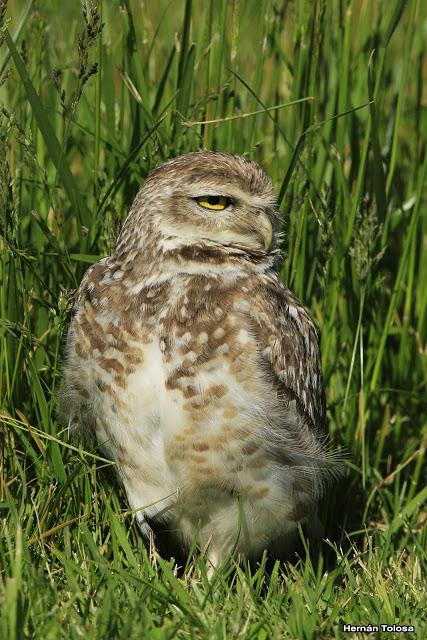 Lechucita de Mar Chiquita