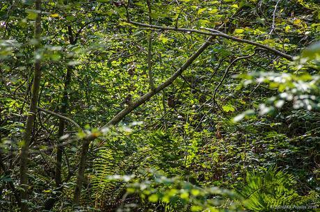 Entre el denso follaje