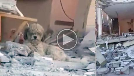 regreso_cachorro_ecuador