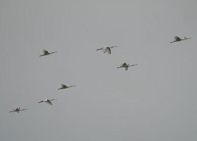 Festival de migrantes