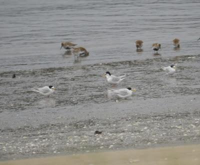 Festival de migrantes