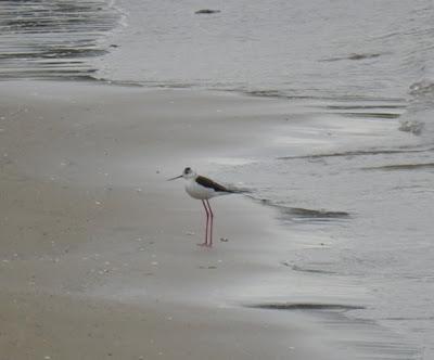 Festival de migrantes