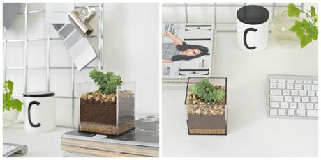 DIY | Haz un mini terrario para tus suculentas