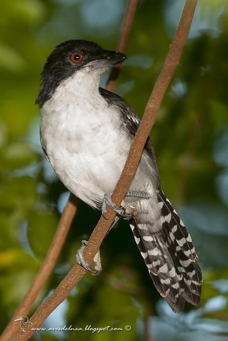 Chororó (Great-antshrike) Taraba major