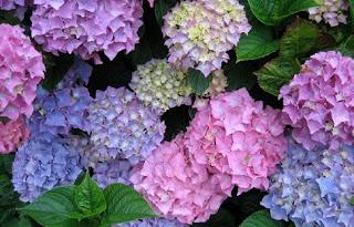 Cambiando el color de las hortensias