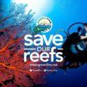 Green Fins Wallpaper - buceo responsable