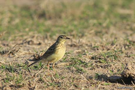 Cachirla chica (Anthus lutescens)