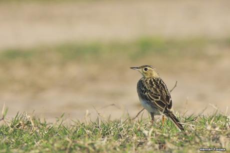 Cachirla chica (Anthus lutescens)