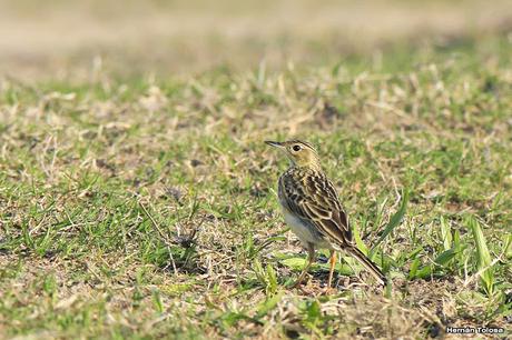 Cachirla chica (Anthus lutescens)