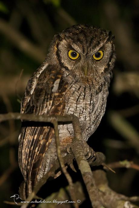 Alilicucú común (Tropical Screech-Owl) Megascops choliba