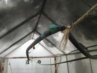 EL RIEGO DE LOS SEMILLEROS EL RIEGO DE LOS SEMILLEROS