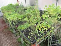 EL RIEGO DE LOS SEMILLEROS EL RIEGO DE LOS SEMILLEROS