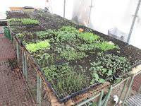 EL RIEGO DE LOS SEMILLEROS EL RIEGO DE LOS SEMILLEROS