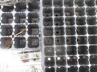 EL RIEGO DE LOS SEMILLEROS EL RIEGO DE LOS SEMILLEROS