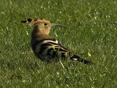 ABUBILLA EN ESCALANTE
