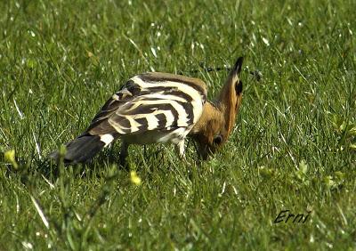 ABUBILLA EN ESCALANTE