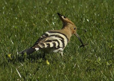 ABUBILLA EN ESCALANTE